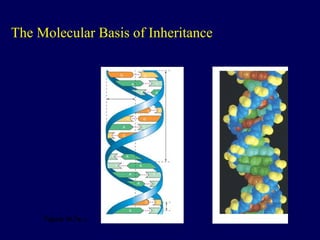 DNA , the molecular basis of inheritance | PPT