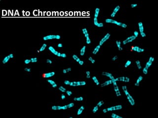 DNA to Chromosomes
 