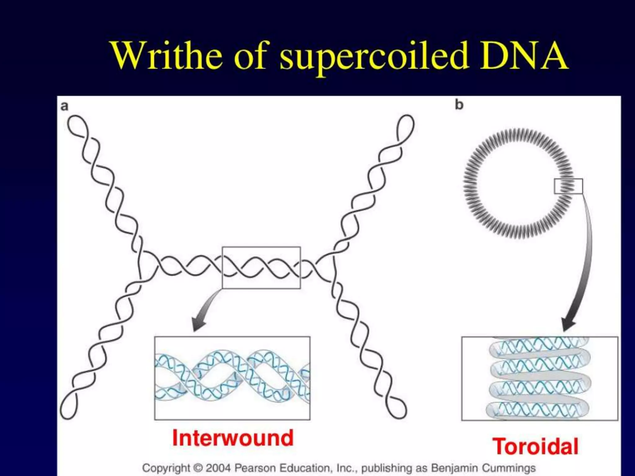 Dna topology | PPTX