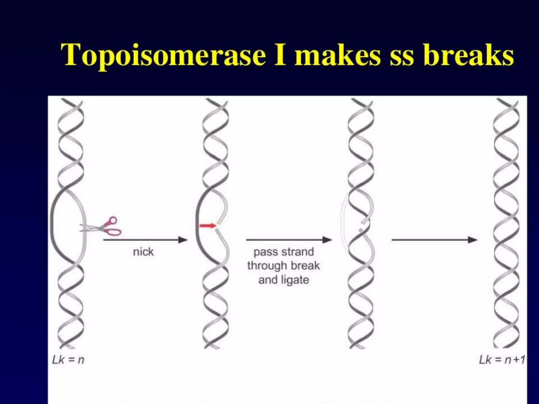 Dna topology | PPTX