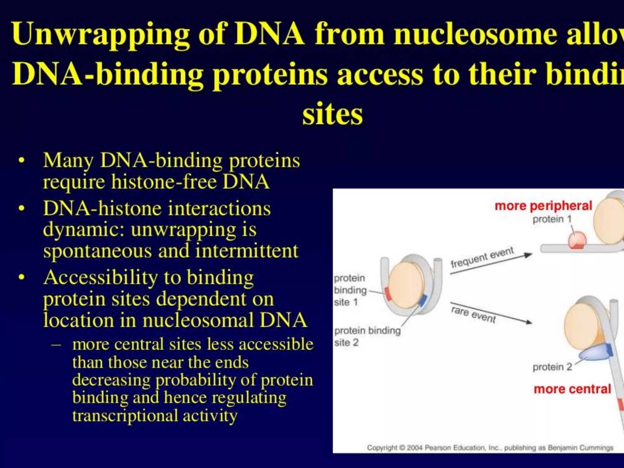 Dna topology | PPTX
