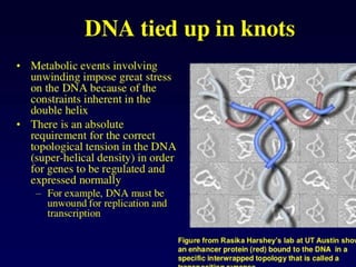 Dna topology