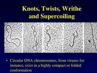 Dna topology