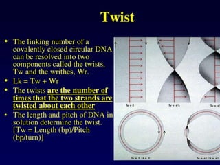 Dna topology