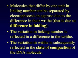 Dna topology