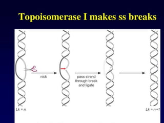 Dna topology