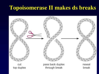 Dna topology