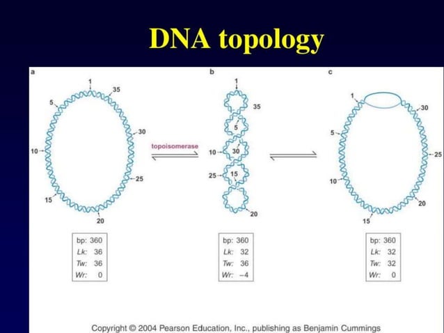 Dna topology | PPTX | Genetics | Science