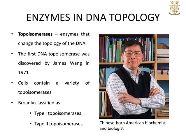 DNA TOPOLOGY | PPTX | Chemistry | Science
