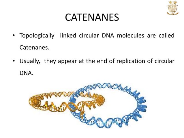 DNA TOPOLOGY | PPTX | Chemistry | Science