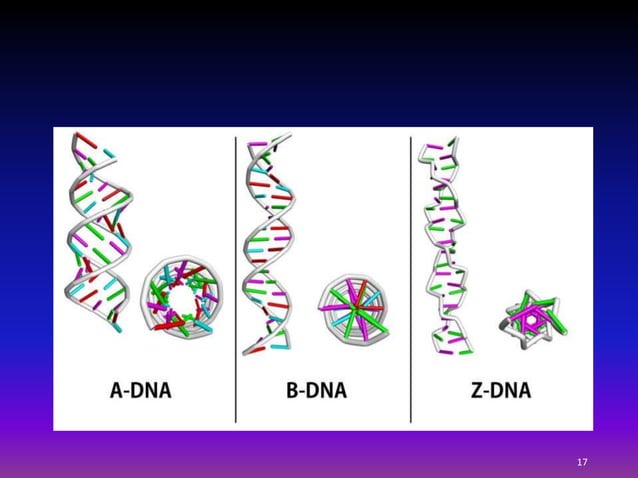 Dna topology | PPTX | Chemistry | Science