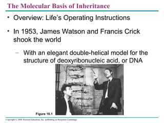 Copyright © 2005 Pearson Education, Inc. publishing as Benjamin Cummings
The Molecular Basis of Inheritance
• Overview: Life’s Operating Instructions
• In 1953, James Watson and Francis Crick
shook the world
– With an elegant double-helical model for the
structure of deoxyribonucleic acid, or DNA
Figure 16.1
 
