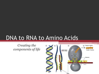 DNA to RNA to Amino Acids
Creating the
components of life
 