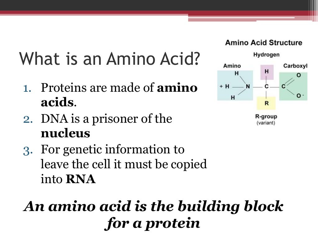 Dna to rna to amino acids
