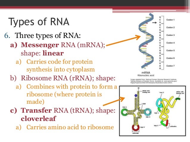 dna to rna to amino acids 3 types of rna