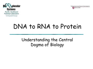 DNA to RNA to Protein
Understanding the Central
Dogma of Biology
 