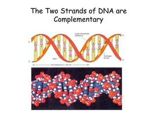 Dna to rna to protein central dogma | PDF