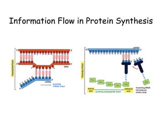 Dna to rna to protein central dogma | PDF