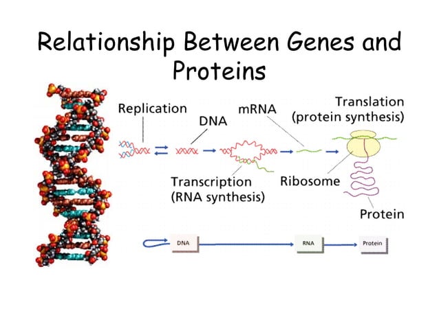 Dna to rna to protein central dogma | PPT