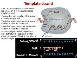 Non coding strand