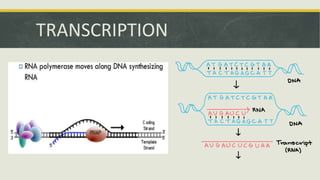 DNA TRANSCRIPTION GRADE 10 SCIENCE..pptx