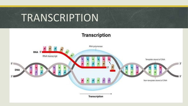 DNA TRANSCRIPTION GRADE 10 SCIENCE..pptx