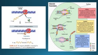 DNA TRANSCRIPTION - Transcription in Prokaryotes and Eukaryotes ...