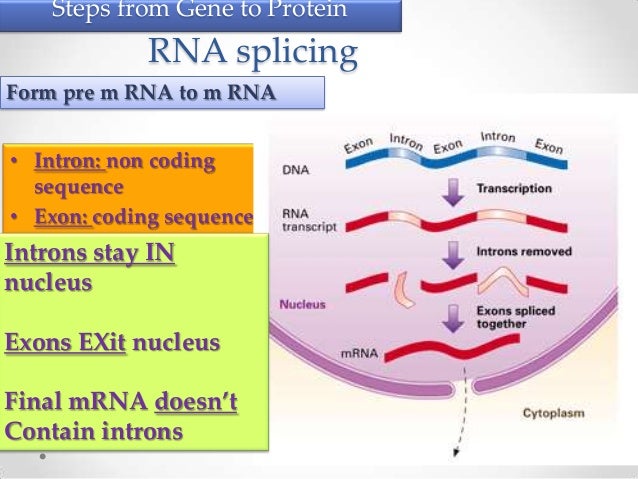 dna transcription and translation