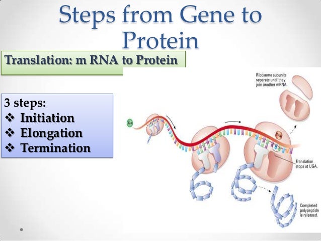 dna transcription and translation
