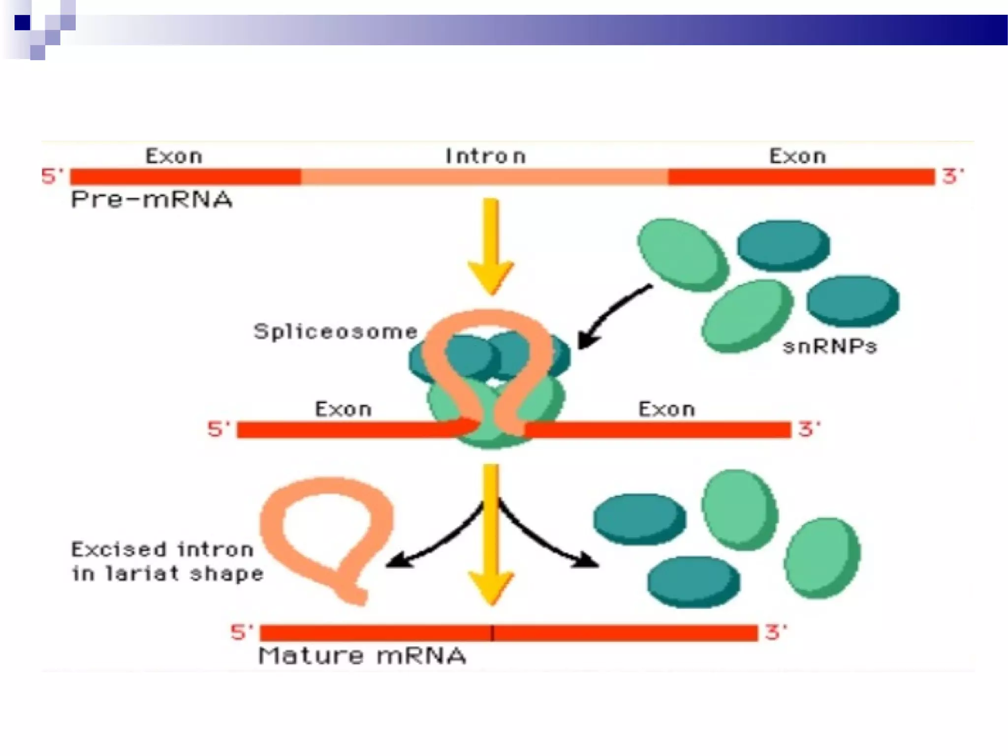 DNA transcription & Post Transcriptional Modification | PPT