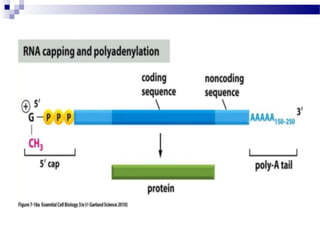 DNA transcription & Post Transcriptional Modification | PPT