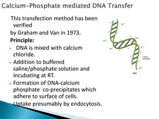 This transfection method has been
verified
by Graham and Van in 1973.
Principle:
 DNA is mixed with calcium
chloride.
 Addition to buffered
saline/phosphate solution and
incubating at RT.
 Formation of DNA-calcium
phosphate co-precipitates which
adhere to surface of cells.
 Uptake presumably by endocytosis.
 