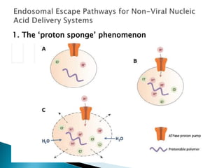 1. The ‘proton sponge’ phenomenon
 