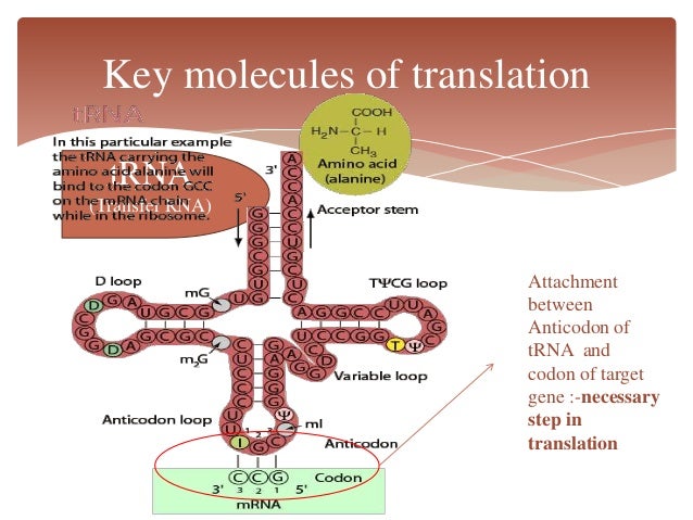 Image result for translation of dna