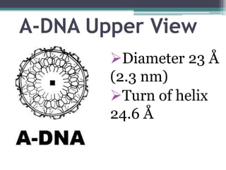 B-DNA
Right-handed
double helix
 Base Pair
along axis 3.4 Å
 