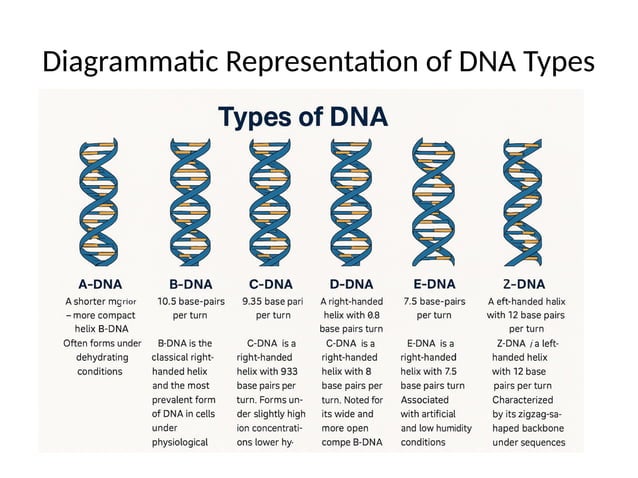 DNA_Types_Full_Comparison 11111111.pptx