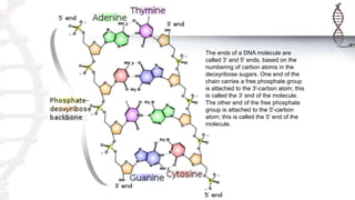 The ends of a DNA molecule are
called 3' and 5' ends, based on the
numbering of carbon atoms in the
deoxyribose sugars. One end of the
chain carries a free phosphate group
is attached to the 3'-carbon atom; this
is called the 3' end of the molecule.
The other end of the free phosphate
group is attached to the 5'-carbon
atom; this is called the 5' end of the
molecule.
 