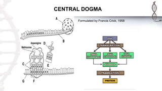 CENTRAL DOGMA
Formulated by Francis Crick, 1958
 
