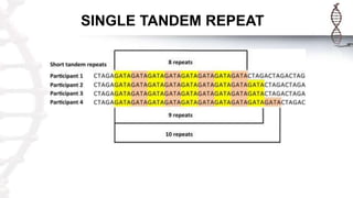 SINGLE TANDEM REPEAT
 