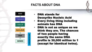 FACTS ABOUT DNA
• DNA stands for
Deoxyribo Nucleic Acid
• Every living thing including
animals has DNA
• DNA is not as unique as we
think they are. The chances
of two people having
exactly the same DNA
profile is 30,000 million to 1
(except for identical twins).
MAN
TISSUES
CELLS
NUCLEUS
DNA
GENES
CHROMOSOME
 