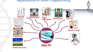 Applications of DNA Fingerprinting
DNA FP
Baby Exchange
Rape
Paternity
Crime
Investigation Identification
Mass Disaster
Migration
Diversity
Family tree
Wildlife Genomics
 