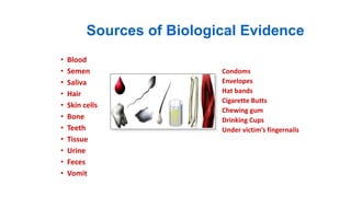• Blood
• Semen
• Saliva
• Hair
• Skin cells
• Bone
• Teeth
• Tissue
• Urine
• Feces
• Vomit
Condoms
Envelopes
Hat bands
Cigarette Butts
Chewing gum
Drinking Cups
Under victim’s fingernails
Sources of Biological Evidence
 
