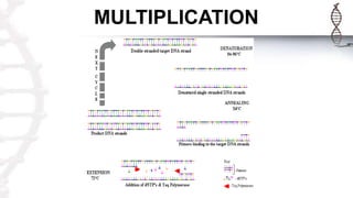 MULTIPLICATION
 