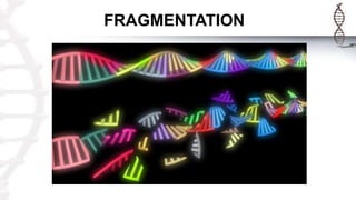 FRAGMENTATION
 