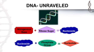 DNA- UNRAVELED
Nitrogenous
Base Ribose Sugar Nucleoside
Nucleoside
Phosphate
Group
Nucleotide
 