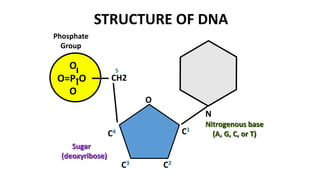 O
O=P-O
O
Phosphate
Group
N
Nitrogenous base
(A, G, C, or T)
CH2
O
C1
C4
C3 C2
5
Sugar
(deoxyribose)
STRUCTURE OF DNA
 