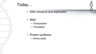 Today…
• DNA structure and replication
• RNA
– Transcription
– Translation
• Protein synthesis
– Amino acids
 
