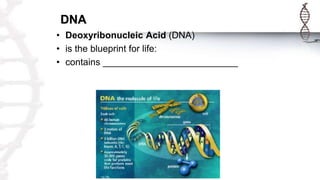 DNA
• Deoxyribonucleic Acid (DNA)
• is the blueprint for life:
• contains __________________________
 