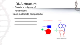 DNA structure
• DNA is a polymer of
nucleotides
Each nucleotide composed of
_________________
_________________
_________________
 