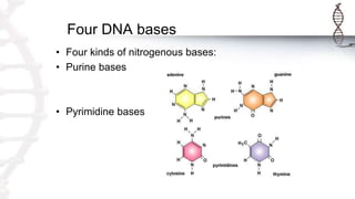 Four DNA bases
• Four kinds of nitrogenous bases:
• Purine bases
• Pyrimidine bases
 